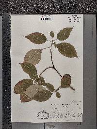 Cornus alternifolia image