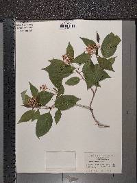 Cornus racemosa image