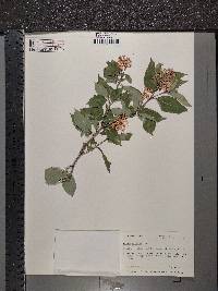 Cornus racemosa image