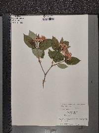 Cornus racemosa image