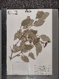 Cornus racemosa image