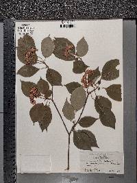 Cornus alternifolia image