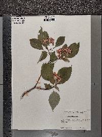 Cornus alternifolia image