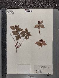 Cornus canadensis image