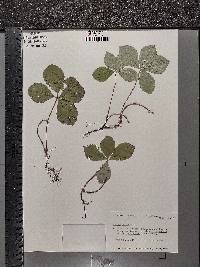 Cornus canadensis image