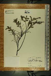 Chamaedaphne calyculata image