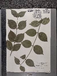 Cornus racemosa image