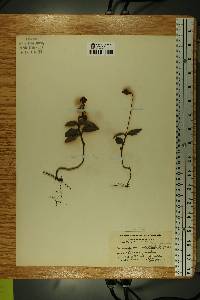 Chimaphila umbellata image