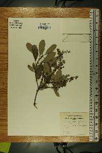 Comarostaphylis diversifolia subsp. planifolia image