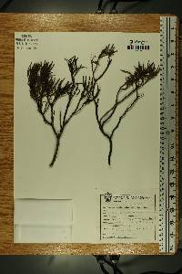 Comarostaphylis polifolia image