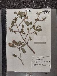 Erythroxylum havanense image