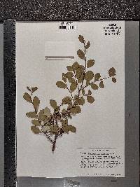 Erythroxylum havanense image