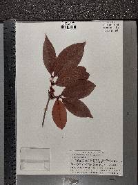 Erythroxylum macrophyllum image