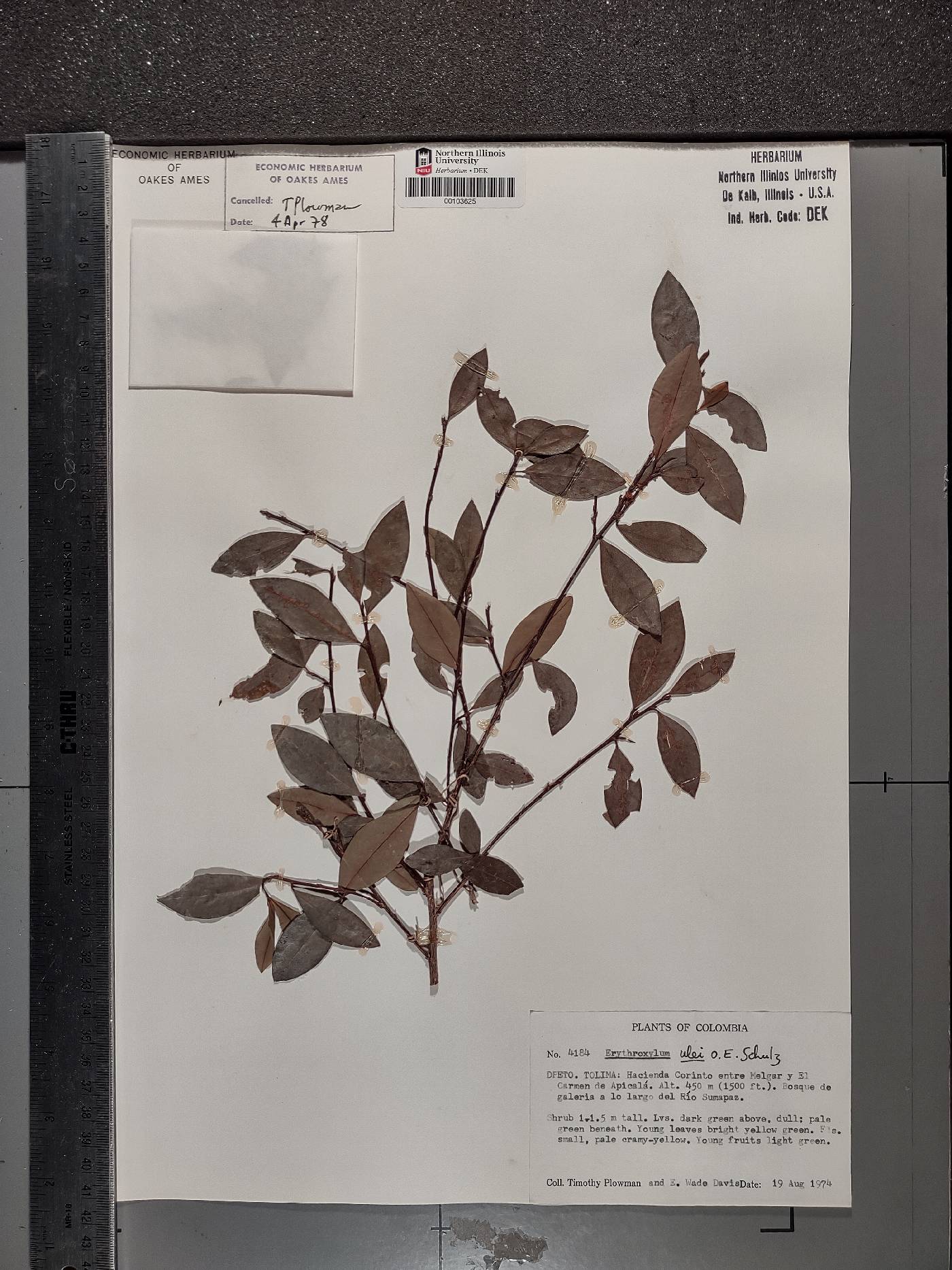 Erythroxylum ulei image