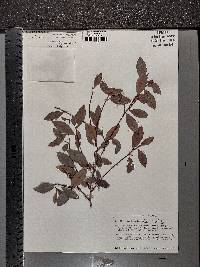 Erythroxylum ulei image