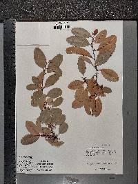 Erythroxylum havanense image