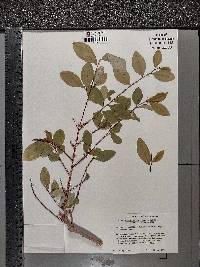 Erythroxylum hondense image