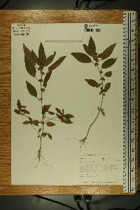 Acalypha virginica image