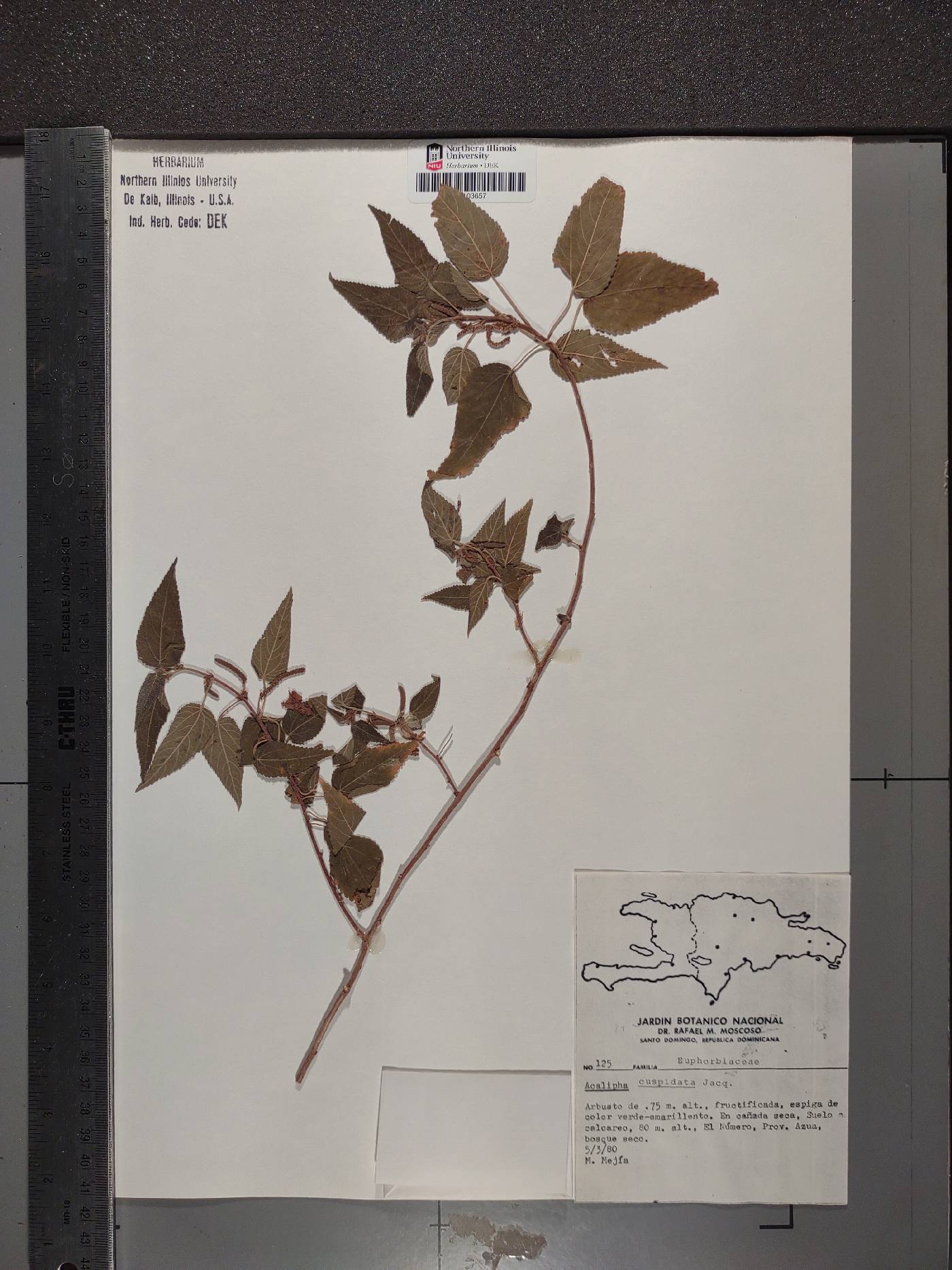 Acalypha cuspidata image