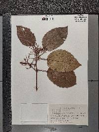 Alchornea latifolia image