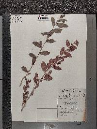 Argythamnia candicans image