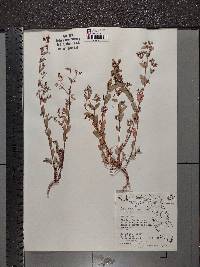 Chamaesyce hyssopifolia image