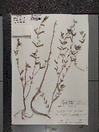 Chamaesyce hyssopifolia image