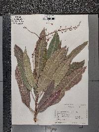 Codiaeum variegatum var. variegatum image