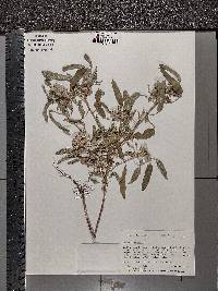 Croton capitatus image