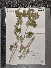 Euphorbia cyathophora image