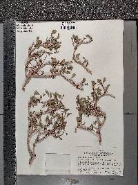 Euphorbia misera image