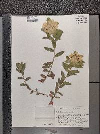 Euphorbia epithymoides image