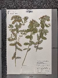 Euphorbia epithymoides image