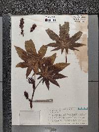 Ricinus communis image