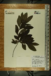 Elliottia racemosa image