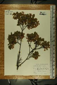 Enkianthus campanulatus image