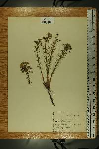 Euphorbia cyparissias image