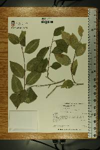 Spirostachys africana image