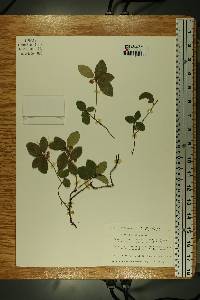 Gaultheria procumbens image