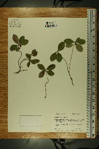 Gaultheria procumbens image