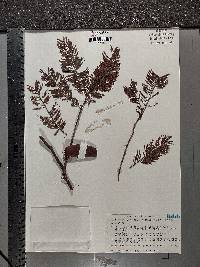 Acacia pennatula image