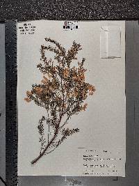 Acacia verticillata image