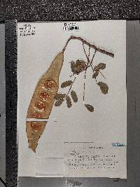 Albizia lebbeck image