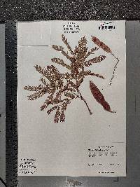 Albizia lebbekoides image