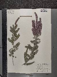 Amorpha canescens image