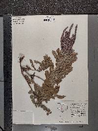 Amorpha canescens image