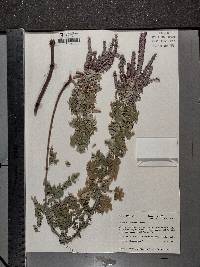 Amorpha canescens image