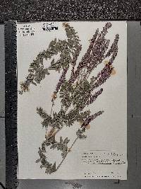 Amorpha canescens image