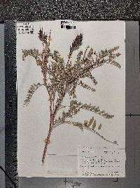 Astragalus canadensis image