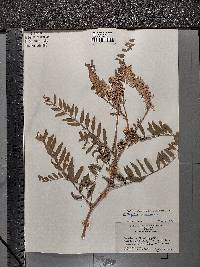 Astragalus canadensis image